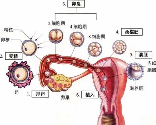 武汉代孕最靠谱的公司：武汉代孕手术检查费用